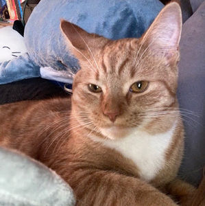 Meet your Posher, Isabella